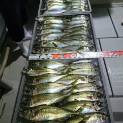 エンペラー 釣果