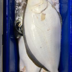 第二八坂丸 釣果