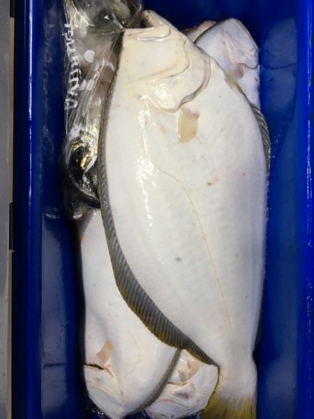 第二八坂丸 釣果