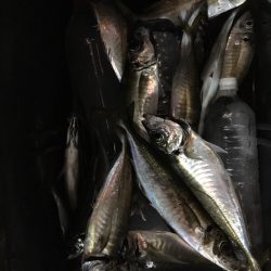 第二八坂丸 釣果