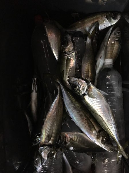 第二八坂丸 釣果