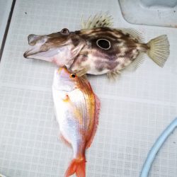 アマテラス 釣果
