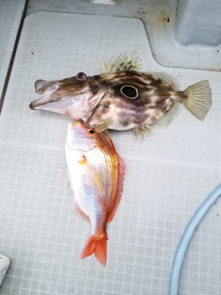 アマテラス 釣果