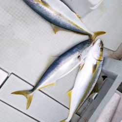 アマテラス 釣果