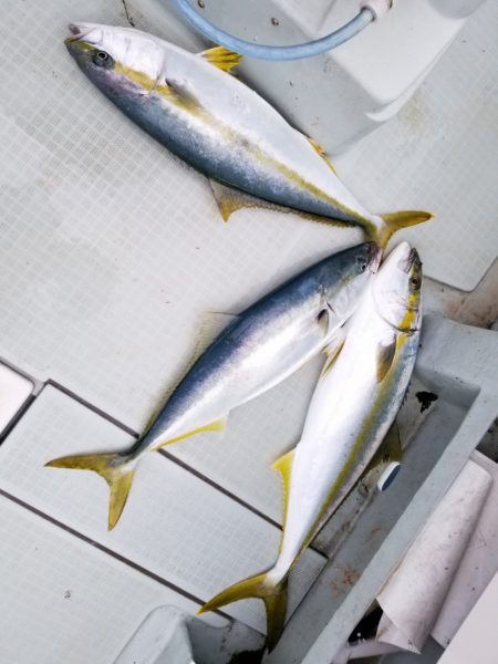 アマテラス 釣果