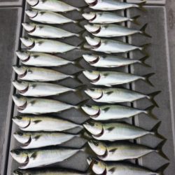 SeaRide(シーライド) 釣果