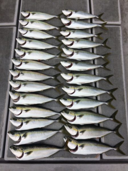 SeaRide(シーライド) 釣果