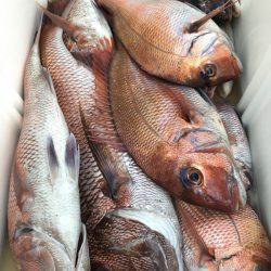 第二八坂丸 釣果