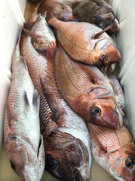 第二八坂丸 釣果