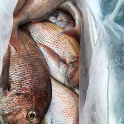 第二八坂丸 釣果