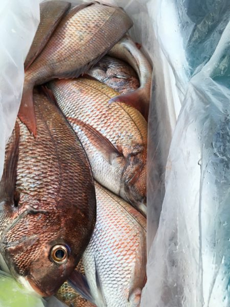 第二八坂丸 釣果