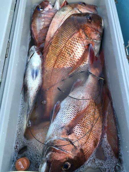 第二八坂丸 釣果