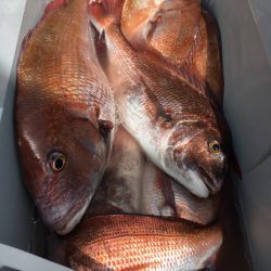 第二八坂丸 釣果