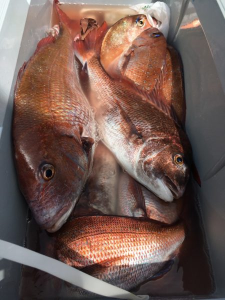 第二八坂丸 釣果