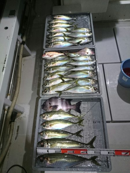 エンペラー 釣果