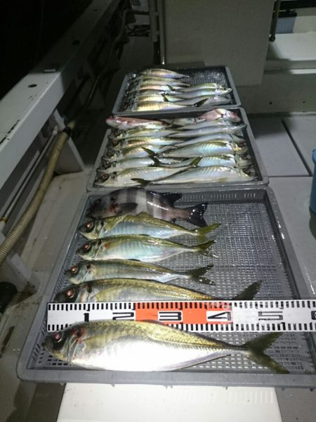 エンペラー 釣果