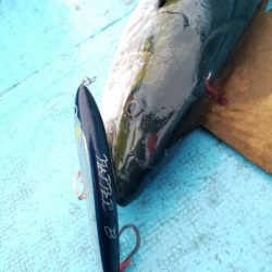 アマテラス 釣果