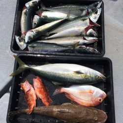 渡船屋たにぐち 釣果