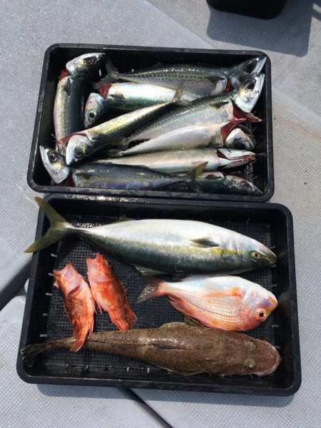 渡船屋たにぐち 釣果