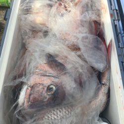 第二八坂丸 釣果