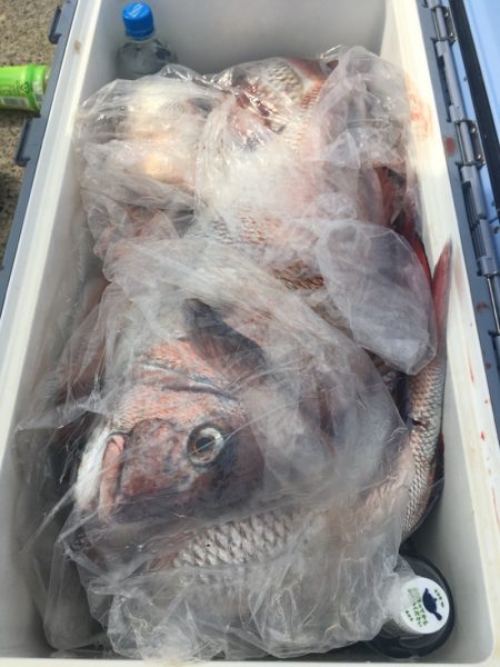 第二八坂丸 釣果