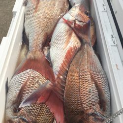 第二八坂丸 釣果