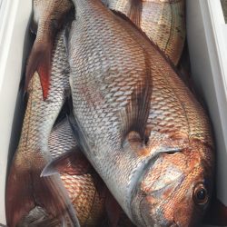 第二八坂丸 釣果