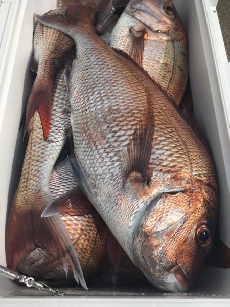 第二八坂丸 釣果