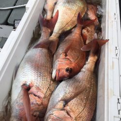 エヌスタイル 釣果