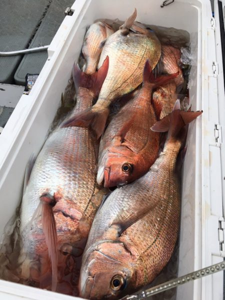 エヌスタイル 釣果