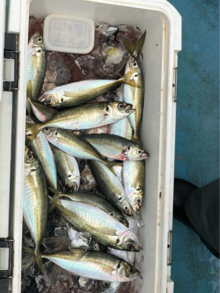 丸万釣船 釣果