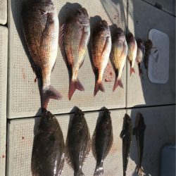 遊漁船メテオ 釣果