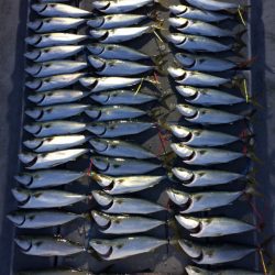 SeaRide(シーライド) 釣果