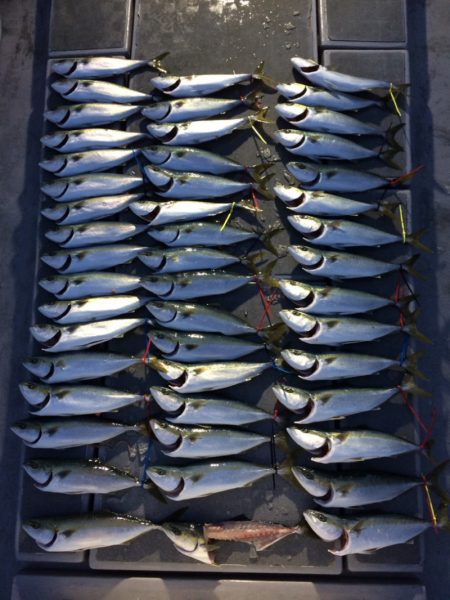 SeaRide(シーライド) 釣果