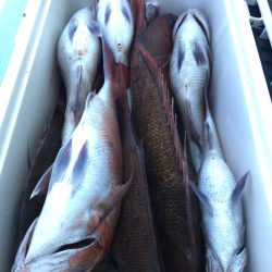 第二八坂丸 釣果