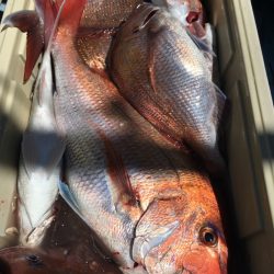 第二八坂丸 釣果