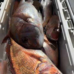 第二八坂丸 釣果