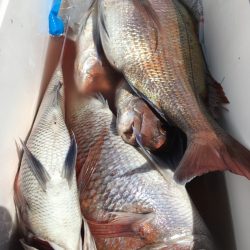 第二八坂丸 釣果