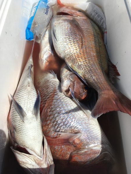 第二八坂丸 釣果