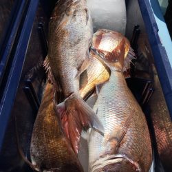 第二八坂丸 釣果