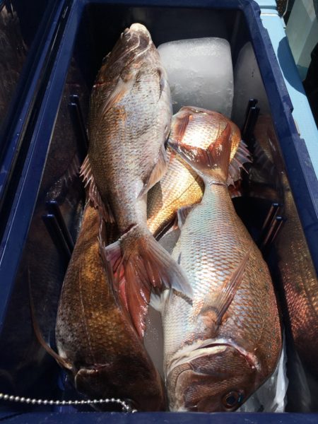 第二八坂丸 釣果