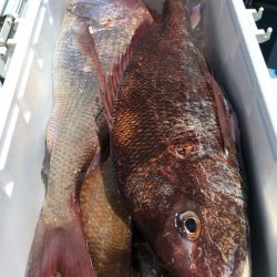 第二八坂丸 釣果