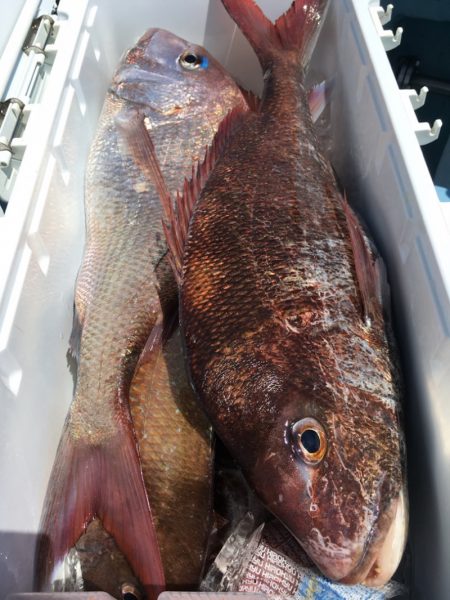 第二八坂丸 釣果