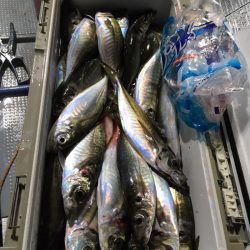 エヌスタイル 釣果