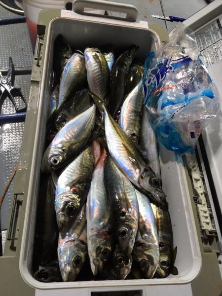 エヌスタイル 釣果