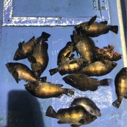 ヤザワ渡船 釣果