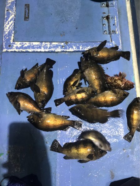 ヤザワ渡船 釣果