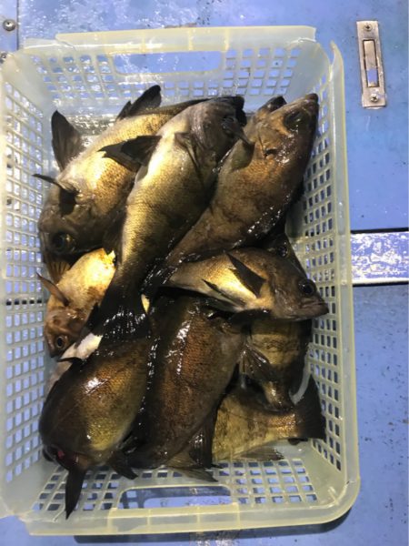 ヤザワ渡船 釣果