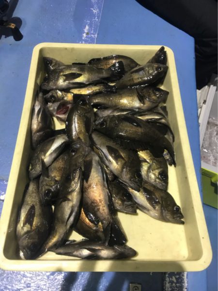 ヤザワ渡船 釣果