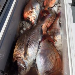 エヌスタイル 釣果